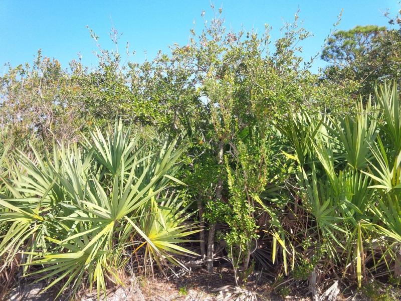 Florida15