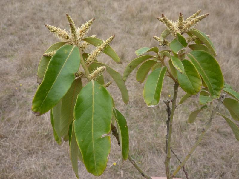 lithocarpus spicata