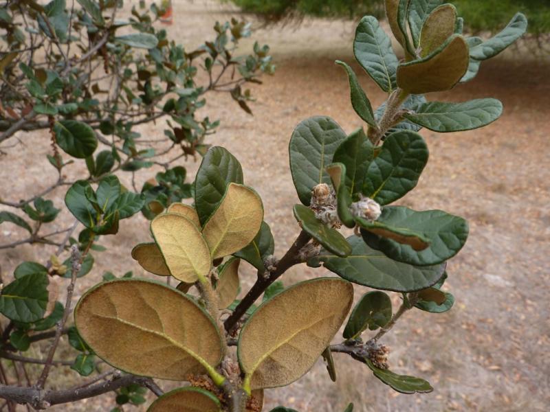 pannosa