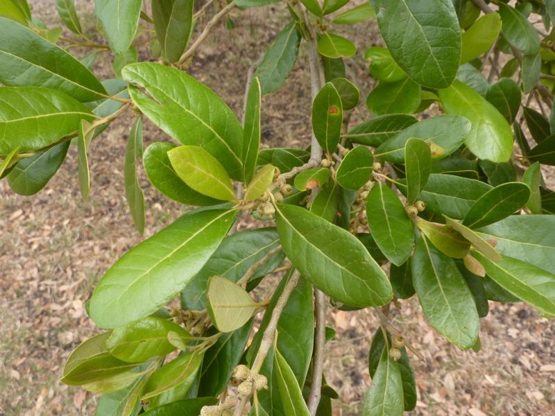 oleoides