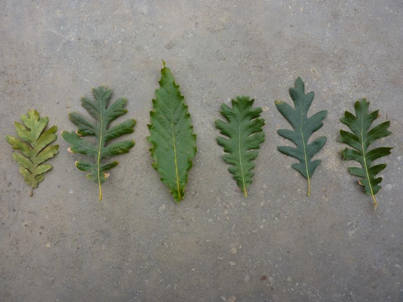 pyrenaica