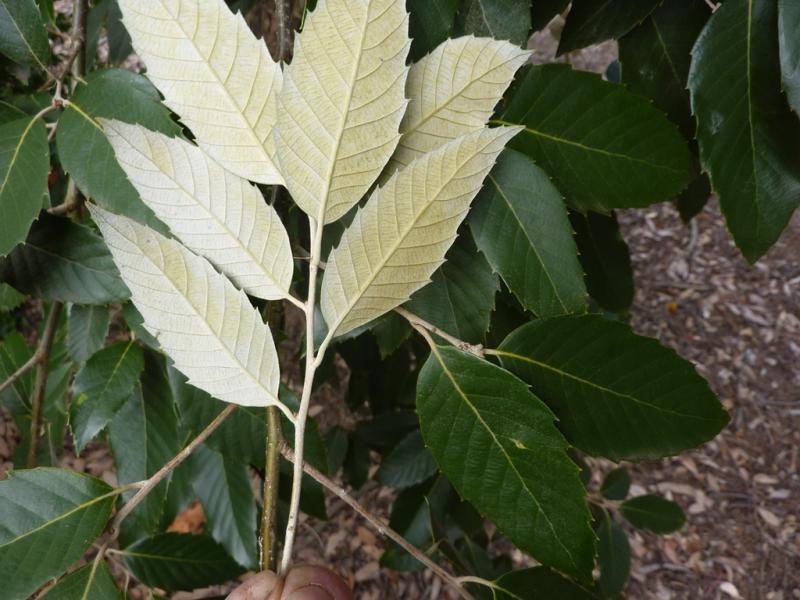 leucotrichophora