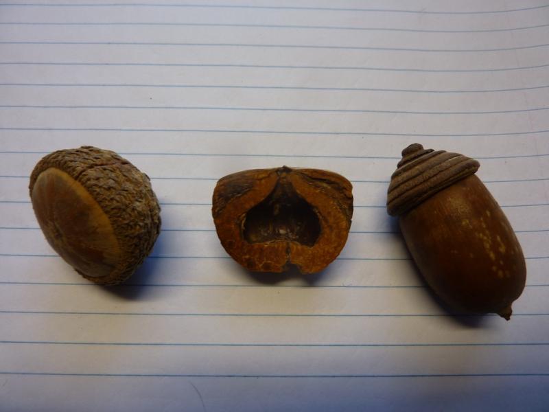 lithocarpus corneus