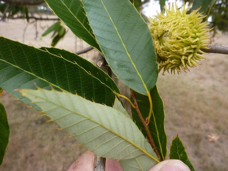variabilis