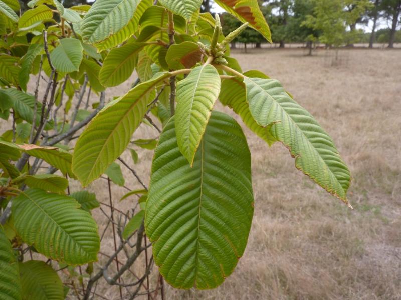 uvariifolius