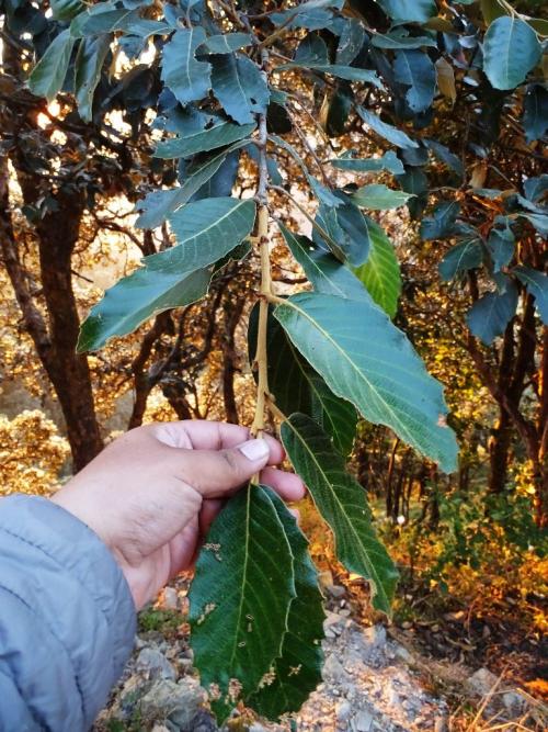 Broad leaf oak