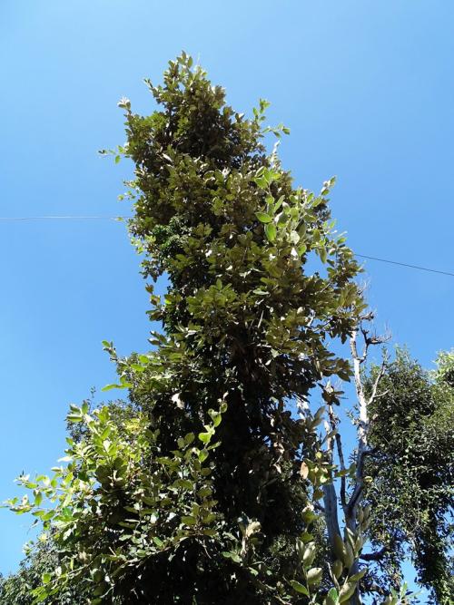 Lopped tree
