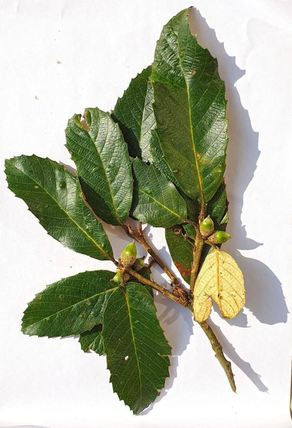 Twig