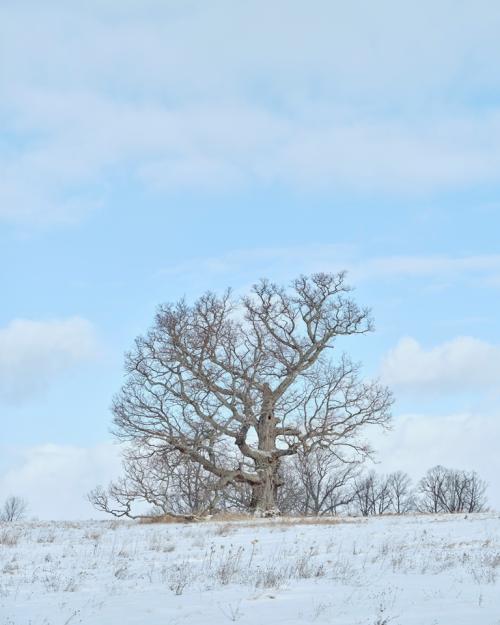 Genesee Valley Oak