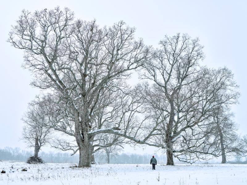 Huge oaks