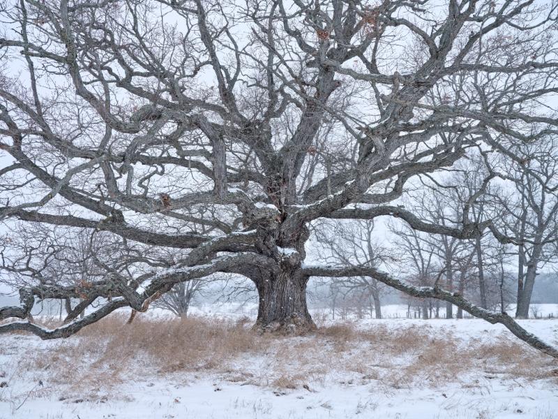 Mighty oak in winter