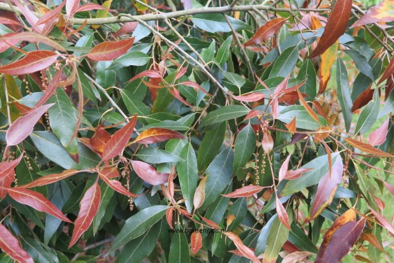 Quercus affinis at Kew
