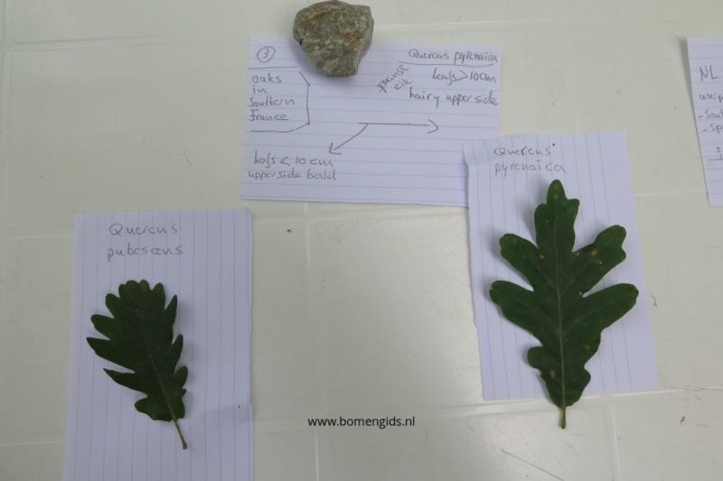 Lead key for Q. pubescens and pyrenaica