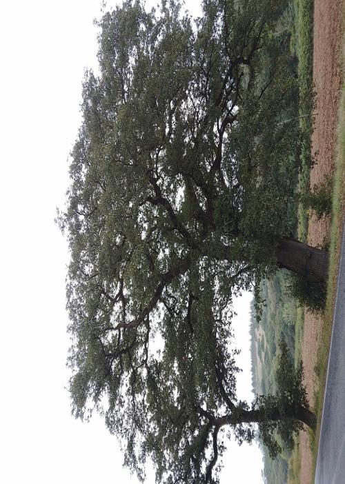 Quercus faginea