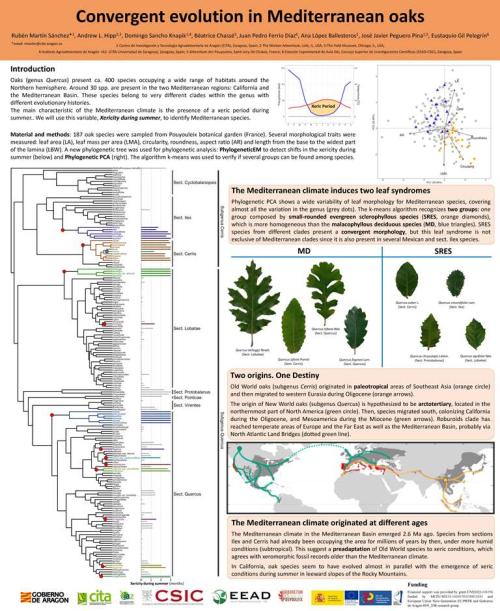 Convergent evolution in Mediterranean oaks