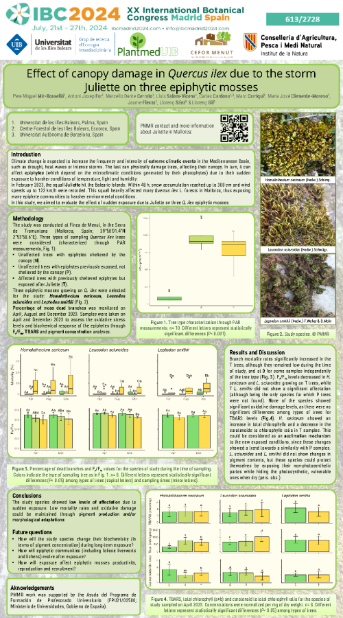 Effect of canopy damage in Quercus ilex