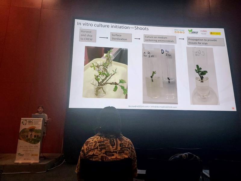 Valerie Pence presenting at IBC2024
