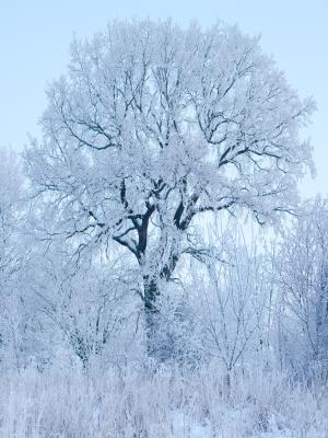 Oak Gustaf E