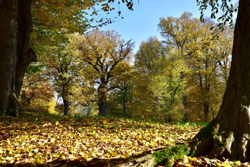 Oak woodland