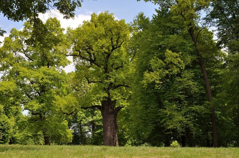 Józef Oak