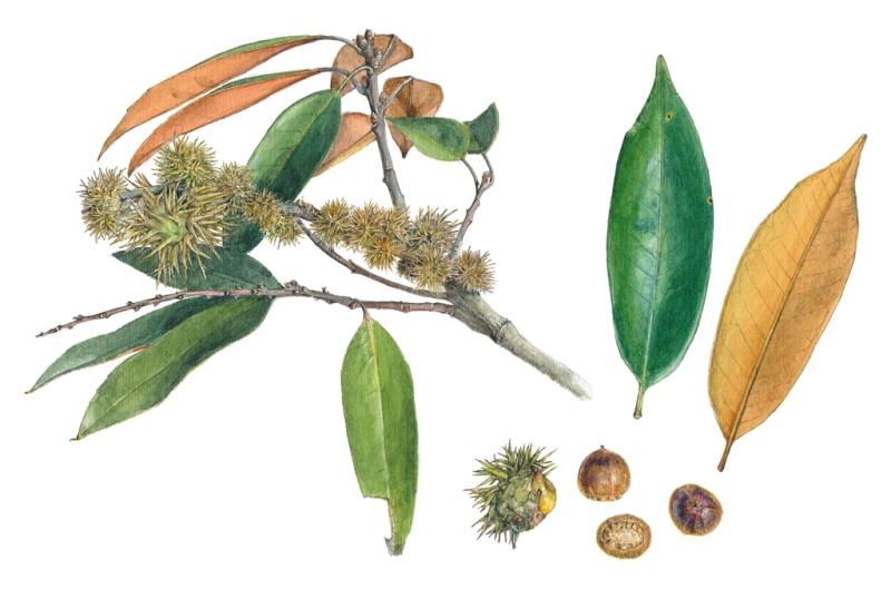 C. fargesii