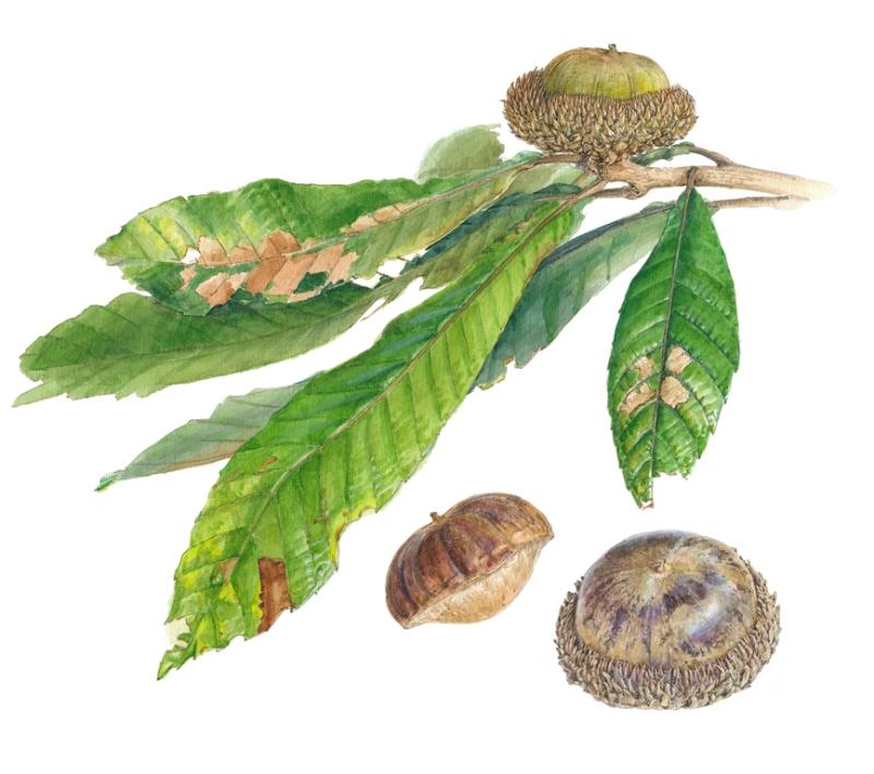 Quercus insignis