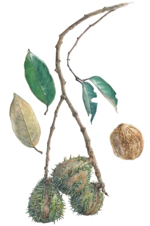 L. paucispina