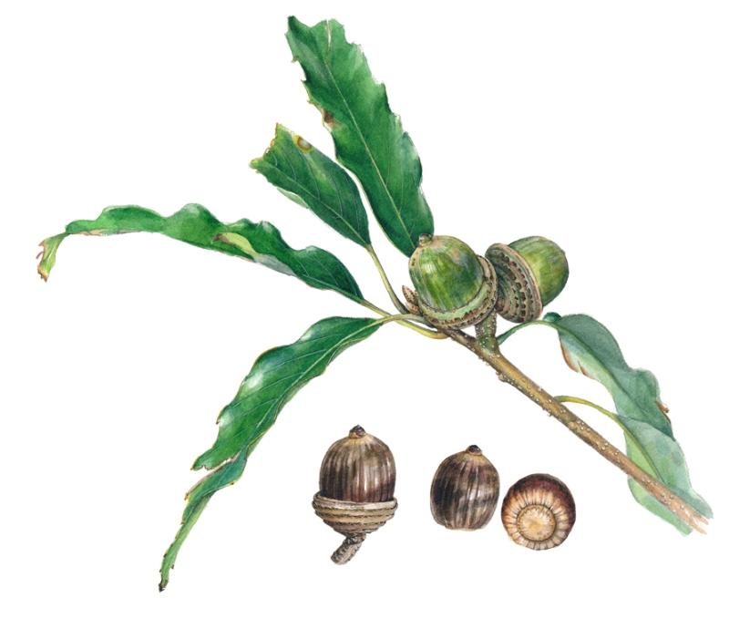 Quercus miyagii