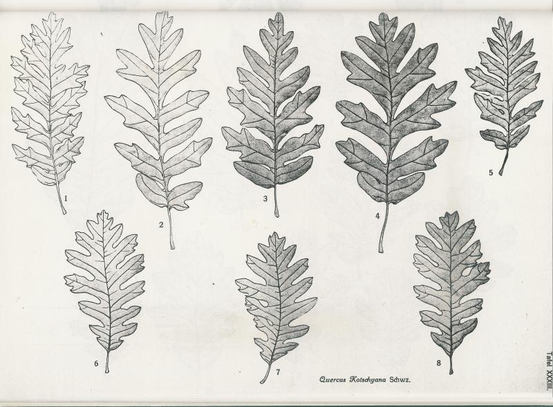 kotsch4