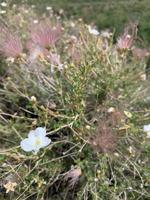 Apache plume