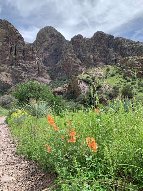 Dripping Springs