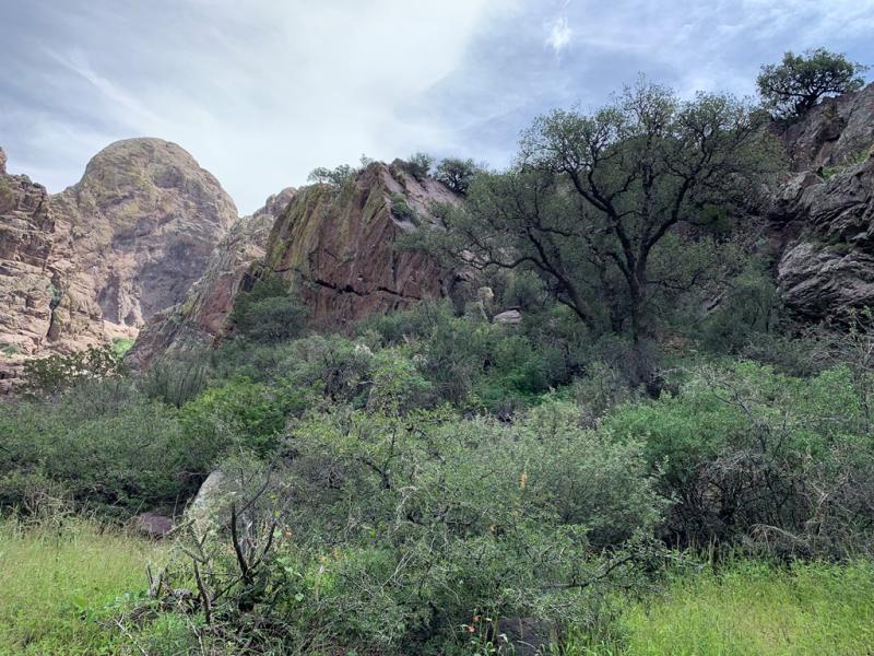 Oaks in Dripping Springs