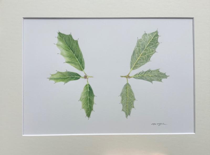 Quercus tardifolia