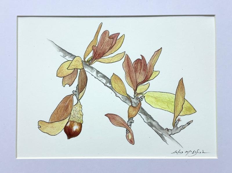 Live Oak, Q. fusiformis, Watercolor pencil, 10”h x 8”