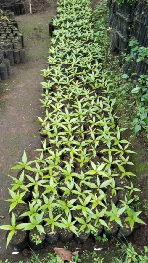 Quercus seedlings in nursery