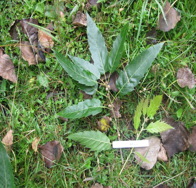 Q. sartorii Hackfalls leaves