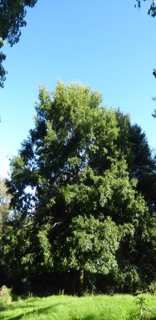 Q. sartorii Hackfalls tree
