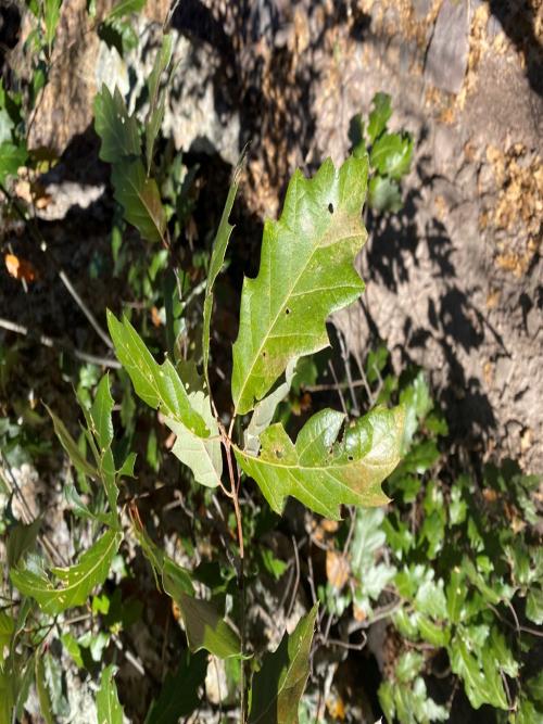 Quercus tardifolia