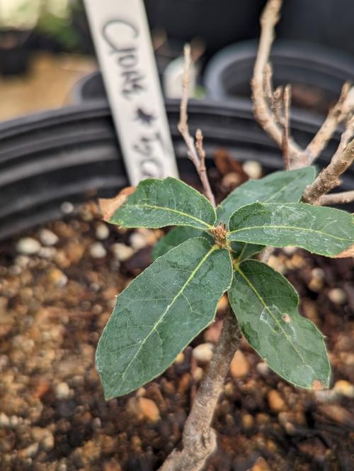 Quercus depressipes