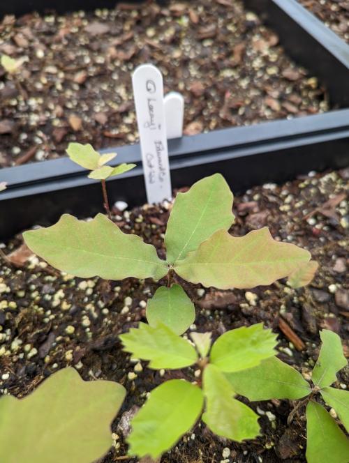 Quercus laceyi seedlings