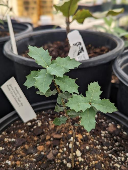Quercus hinckleyi seedling