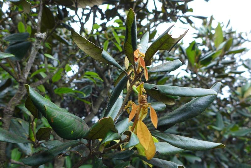 Quercus championii