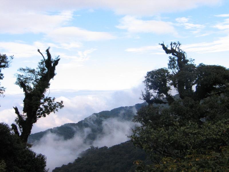 Quercus augustini habitat