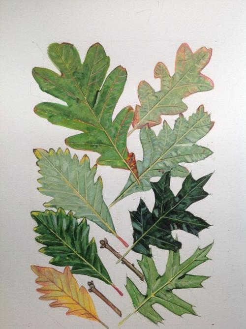 Oak leaves 1