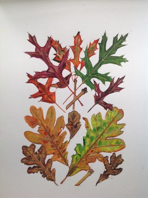 Oak leaves 2