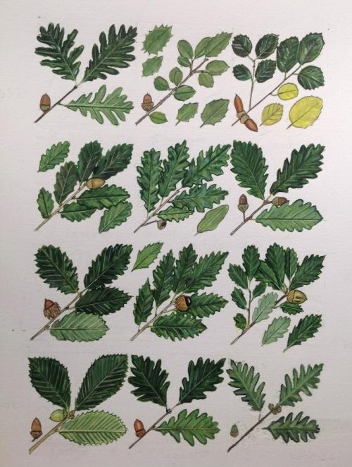 Oak leaves 4
