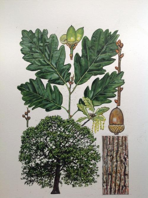 Quercus petraea