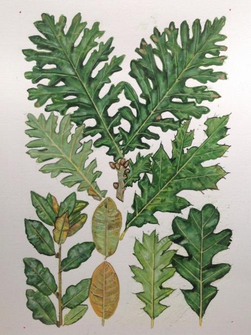 New oak cultivars