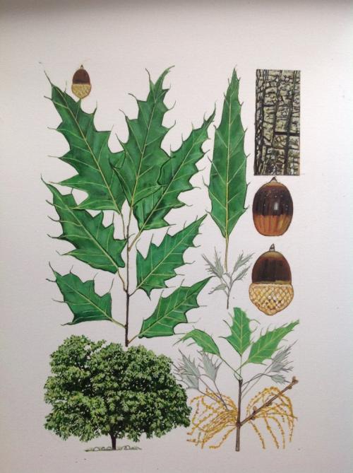 Quercus albocincta
