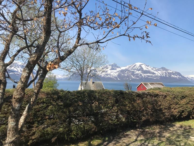 The most northerly oak with Latterrvik